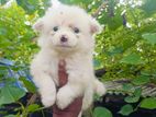 Lion Pomanariyan Puppies