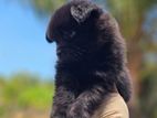 Lion Pomeranian