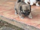 Lion Pomenarian Puppies