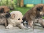 Lion Pomeranian Puppies