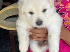 Lion Pomeranian Puppies