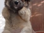 Lion Pomeranian Puppies