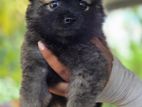 Lion Pomenarian Puppy's