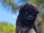 Lion Pomenarian puppy's