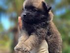 Lion Pomenarian puppy's