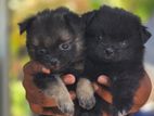 Lion Pomenarian Puppies