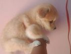 Lion Pomeranian Puppies