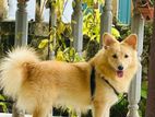 Lion Pomeranian Puppy