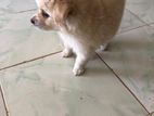 lion pomenerian puppy