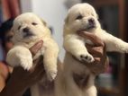 Lion Pomeneriayn Puppies