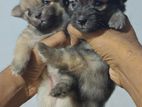 Lion Pomeranian Mini Dog Puppies