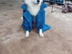 Lion Pomeranian Crossing