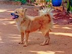 Lion Pomeranian Crossing