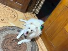 lion Pomeranian dog
