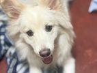 Lion Pomeranian Dog