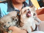 Lion Pomeranian Puppies