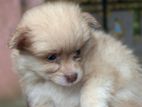 Lion Pomeranian Dog