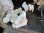 Lion Pomeranian Puppies