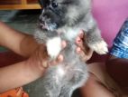 Lion Pomeranian Dog