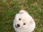 Lion Pomeranian Puppies