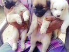 Lion Pomeranian Puppies