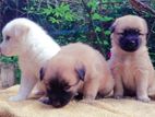 Lion Pomeranian Puppies