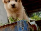 Lion Pomeranian Puppies