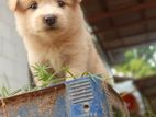 Lion Pomeranian Puppies