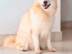 Lion Pomeranian Female Dog for Crossing