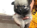Lion Pomeranian ( Female Dog ) Puppy