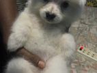 Lion Pomeranian Female Puppy