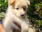 Lion Pomeranian Puppy