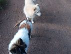 Lion Pomeranian Puppy