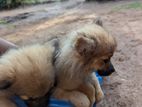 Lion Pomeranian