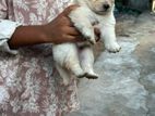 Lion Pomeranian Puppies
