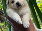 Lion Pomeranian Puppies