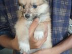 Lion Pomeranian Puppies
