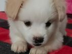 Lion Pomeranian Puppies