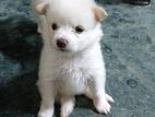 Lion Pomeranian Puppy