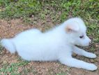 Lion Pomeranian