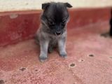 Lion Pomeranian