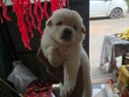 Lion Pomeranian Puppies