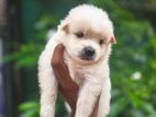 Lion Pomeranian Puppies