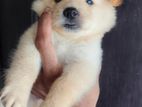 Lion Pomeranian