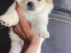 Lion Pomeranian Puppies