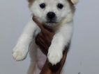 Lion Pomeranian Puppies