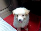Lion Pomeranian Puppies