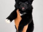 Lion Pomeranian