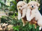 Lion Pomeranian Puppies