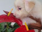 Lion Pomeranian Puppy